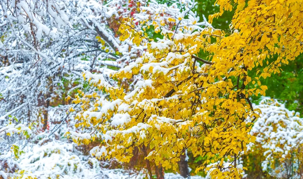 shutterstock_2462942695 - Techsvět Podzim se sněhem