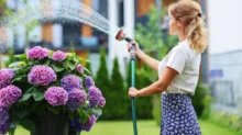 žena zalévá zahradu hadicí