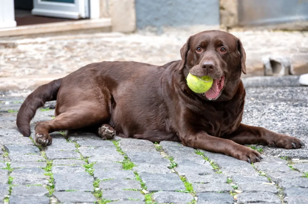 Shutterstock_2557791863 - Techsvět Hravý pes plemene labrador