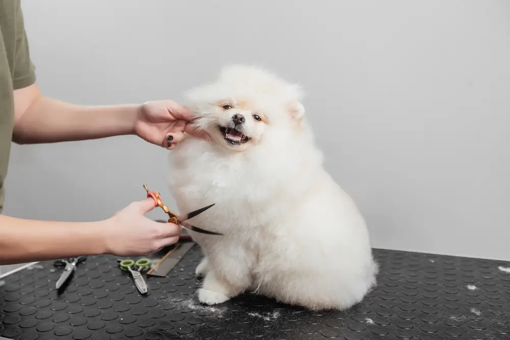 - Techsvět Stříhání pomeraniana