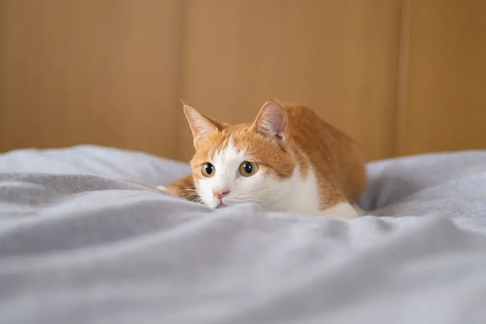 shutterstock_2485339089 - Techsvět ležící kočka