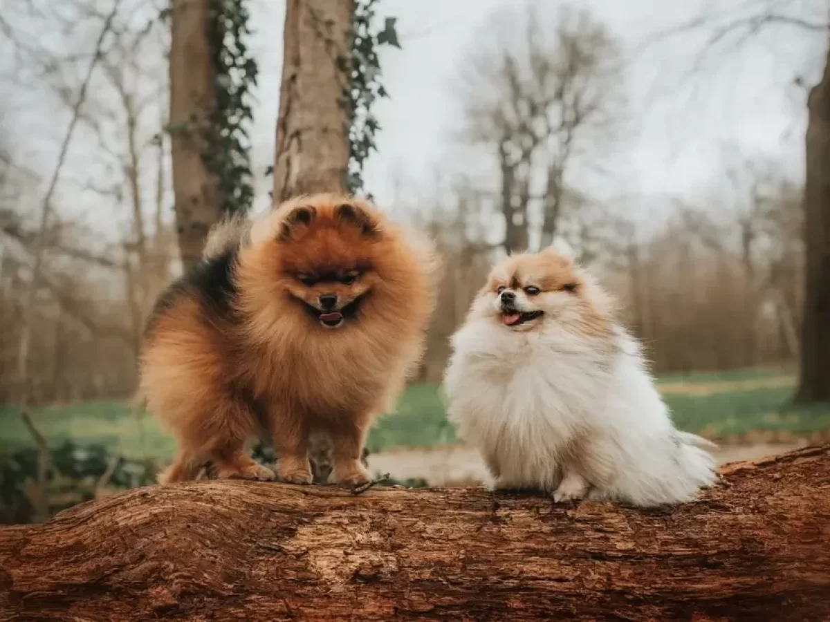Dva pomeraniani