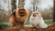 Dva pomeraniani