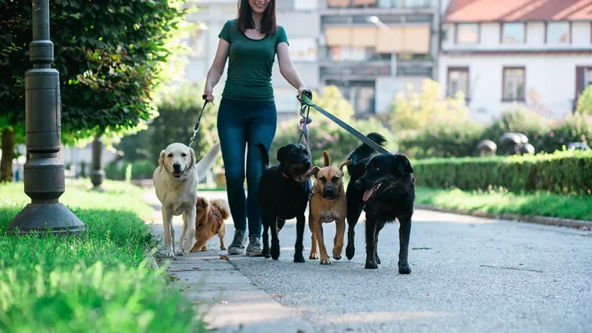 žena venčí několik psů