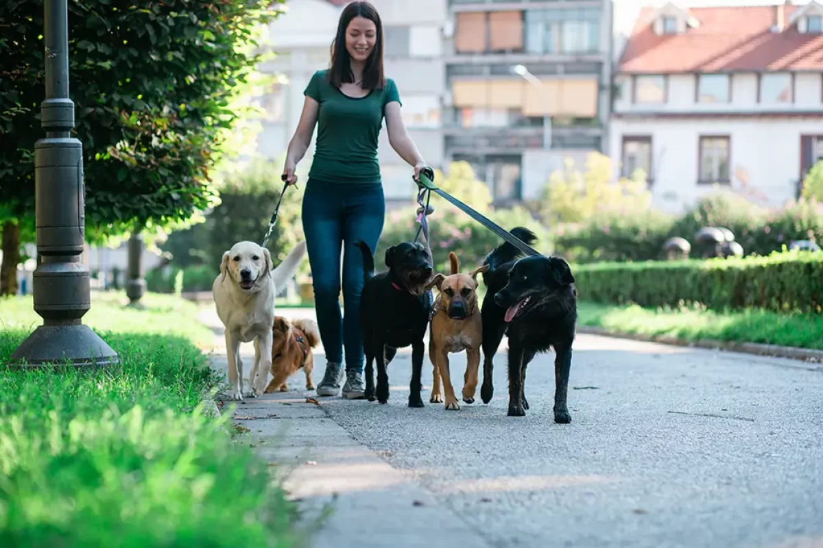 žena venčí několik psů