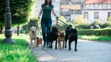 žena venčí několik psů