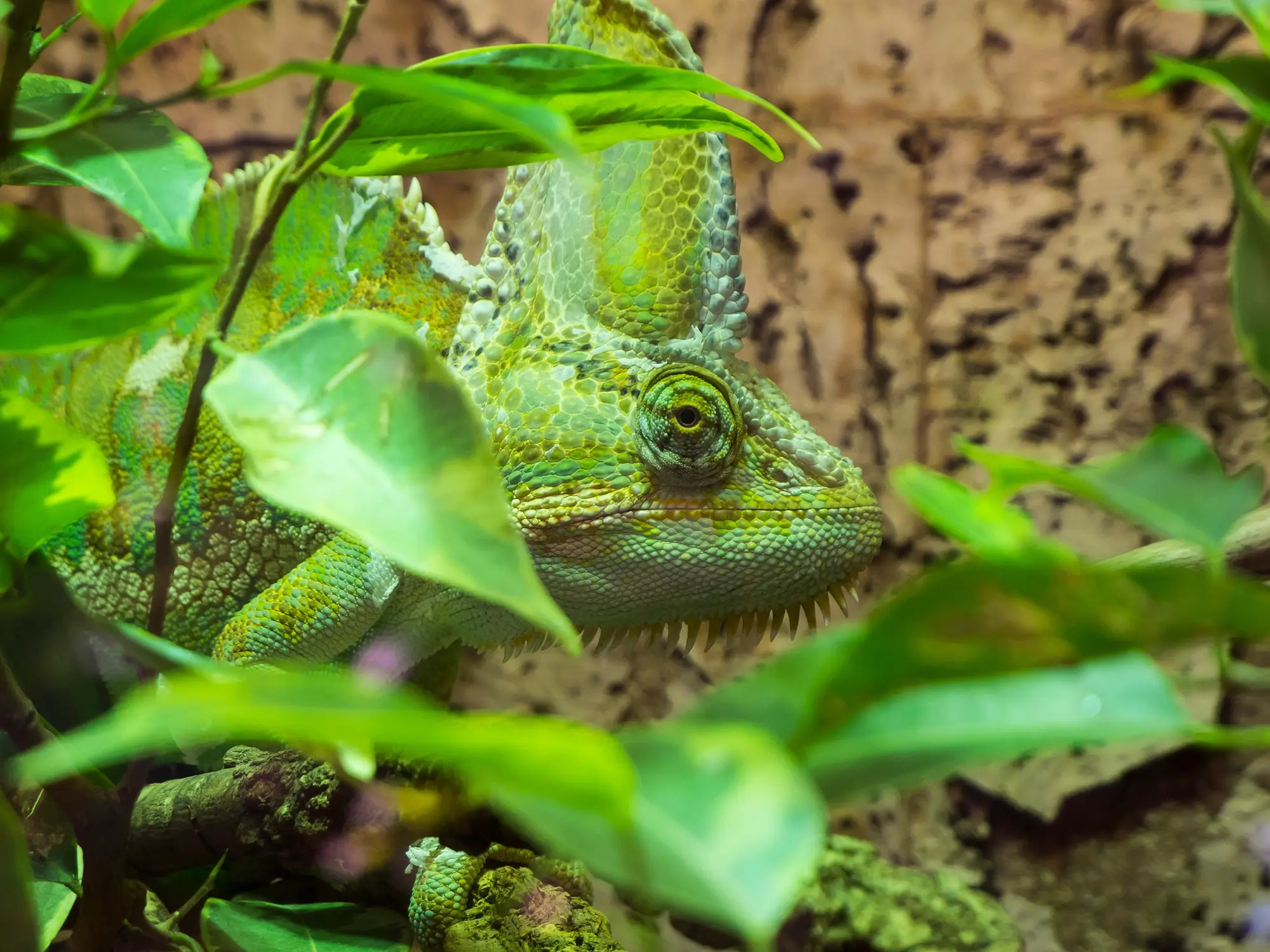 chameleon mezi listy