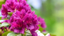 Rododendron