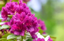 Rododendron