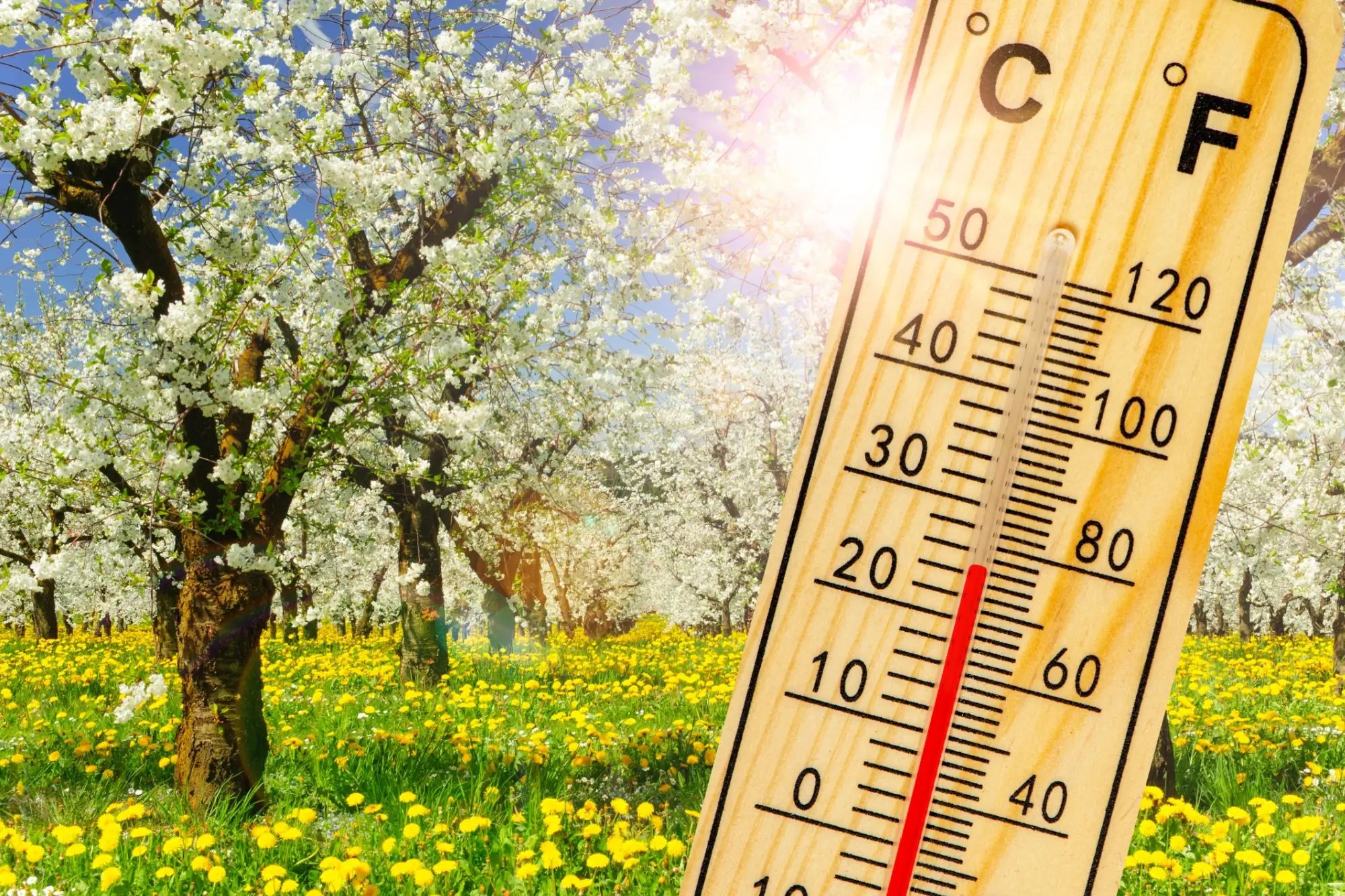 - Techsvět Teploměr ukazující 25C a jarní sad