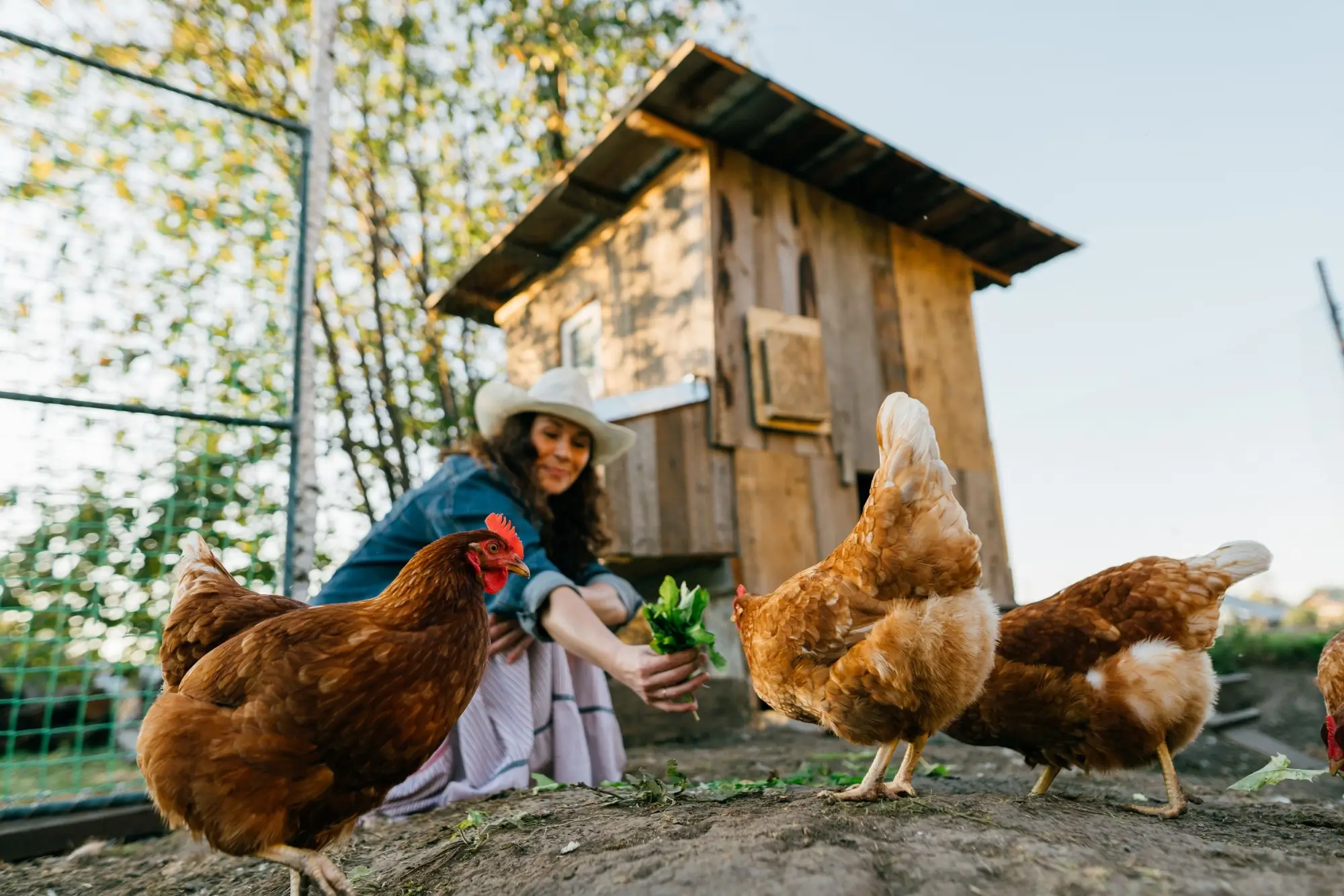 - Techsvět Žena krmí slepice na farmě