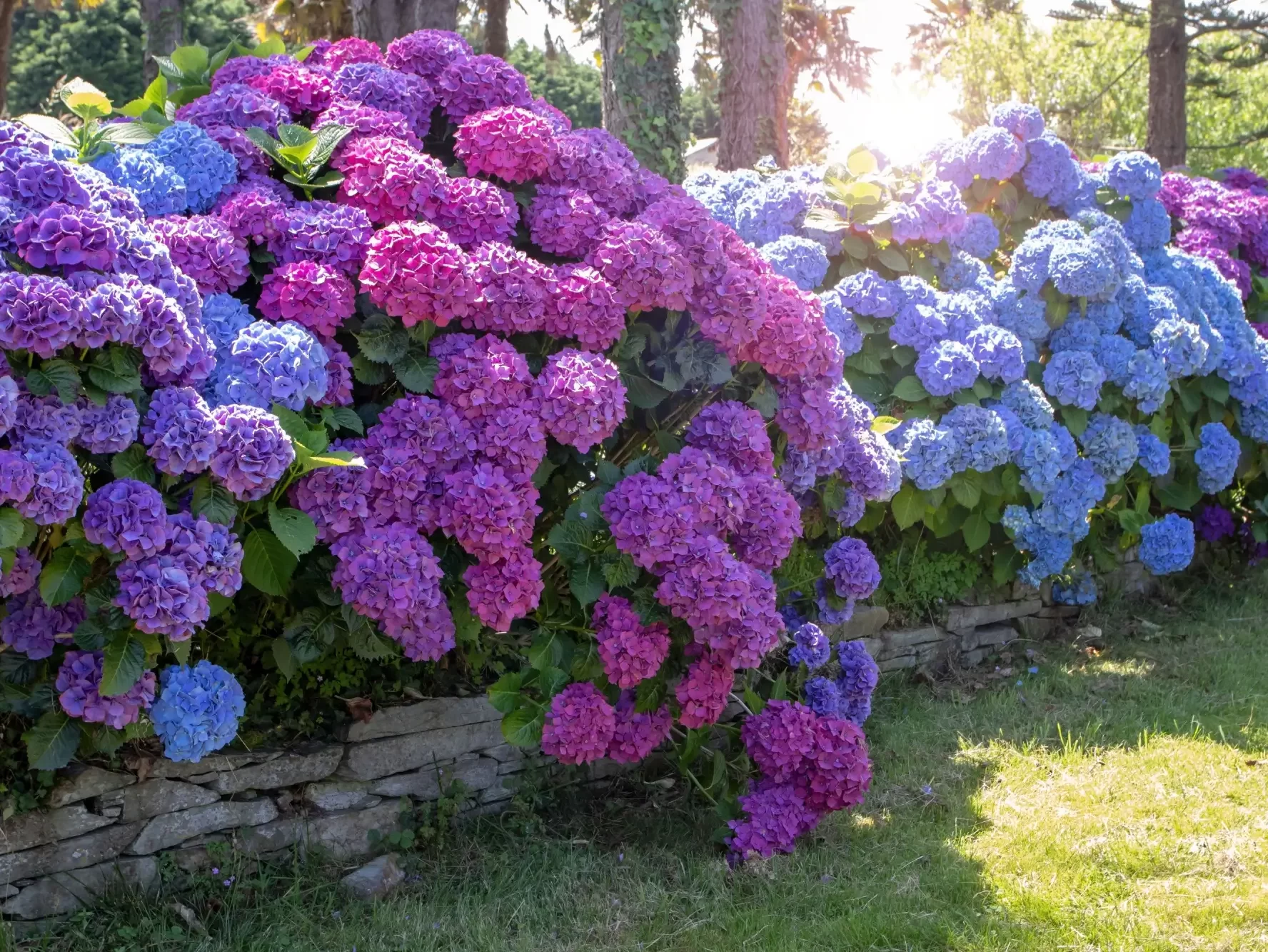 Hortenzie