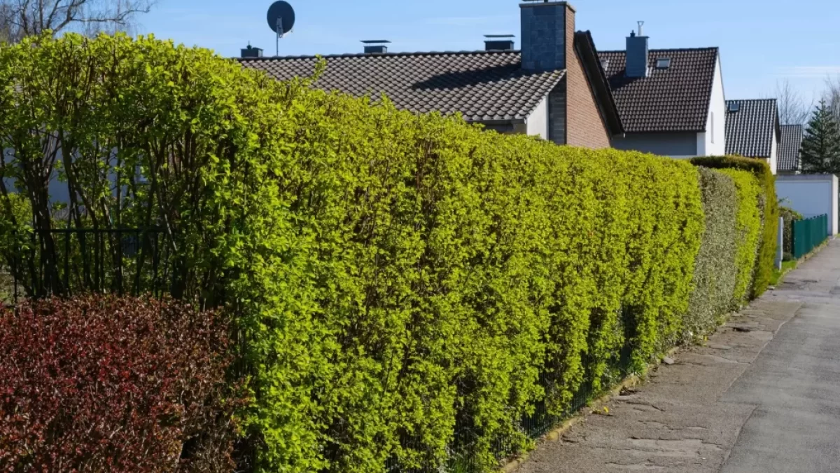 Zeleň zasahující do veřejné komunikace může být problém.