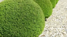 Buxus