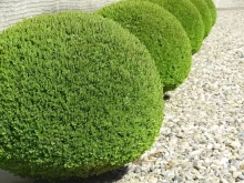 Buxus