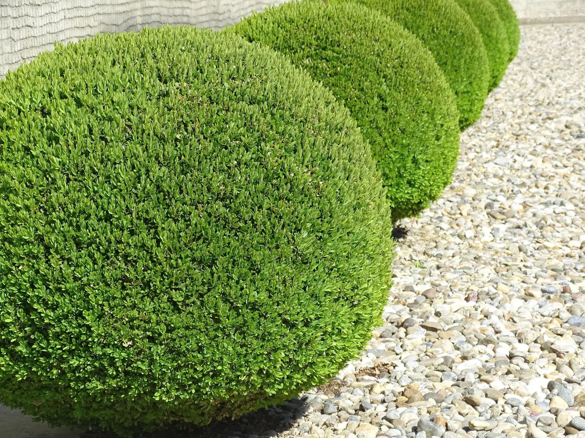 Buxus