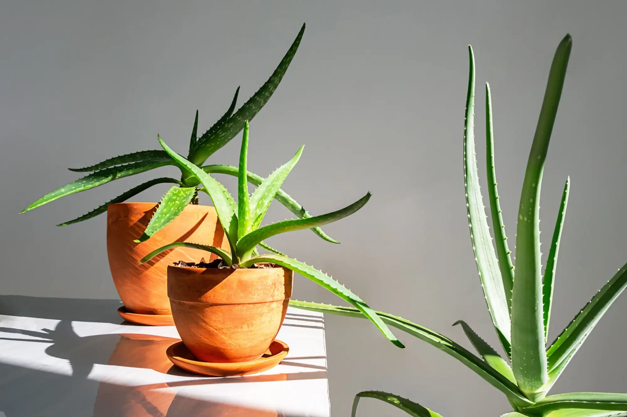 Shutterstock_2516509351-2 - Techsvět Rostlina aloe vera