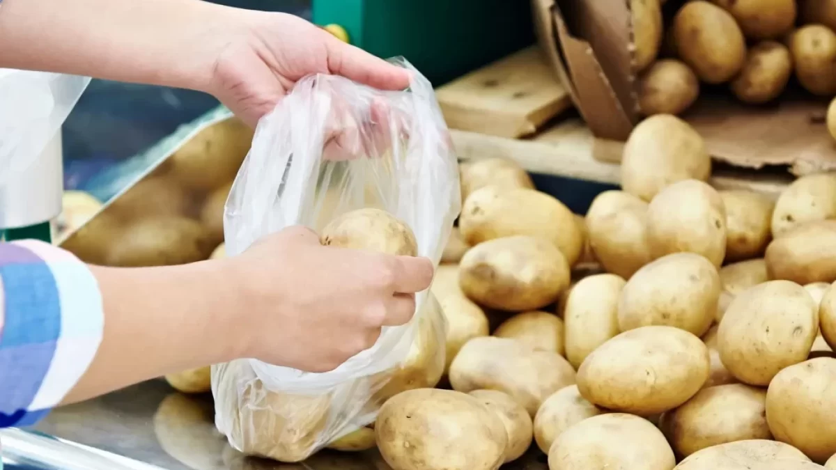 Žena nabírá brambory do sáčku