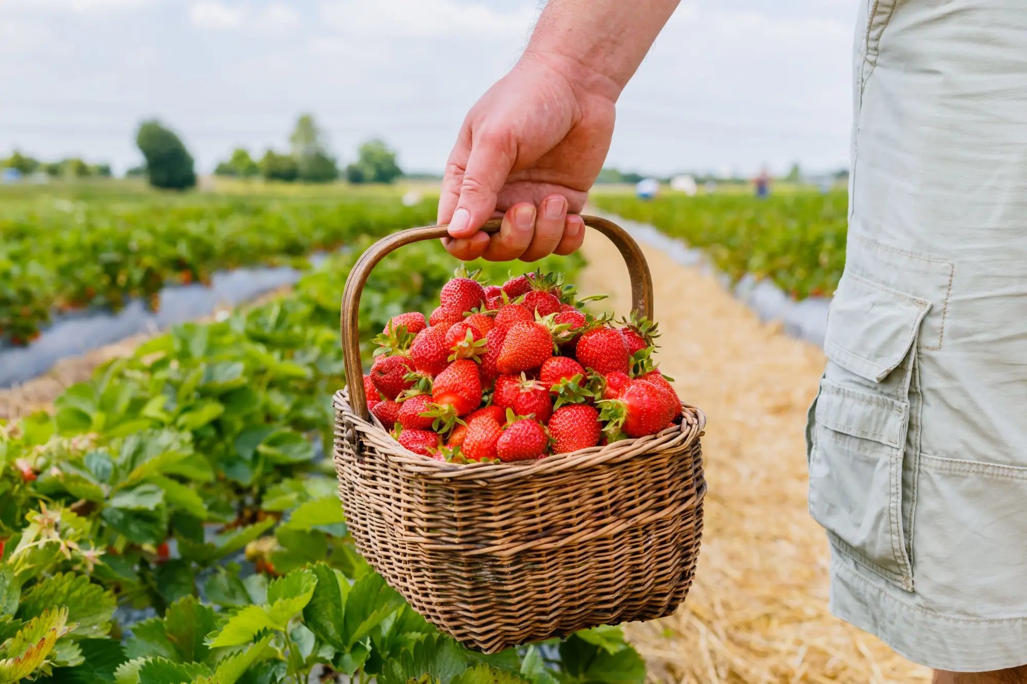 Shutterstock_1105400369 - Techsvět košík plný jahod
