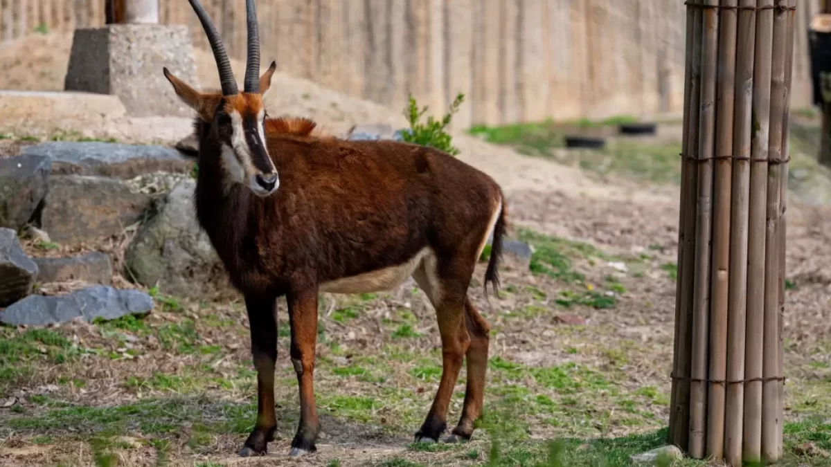 ZOO
