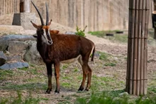 ZOO