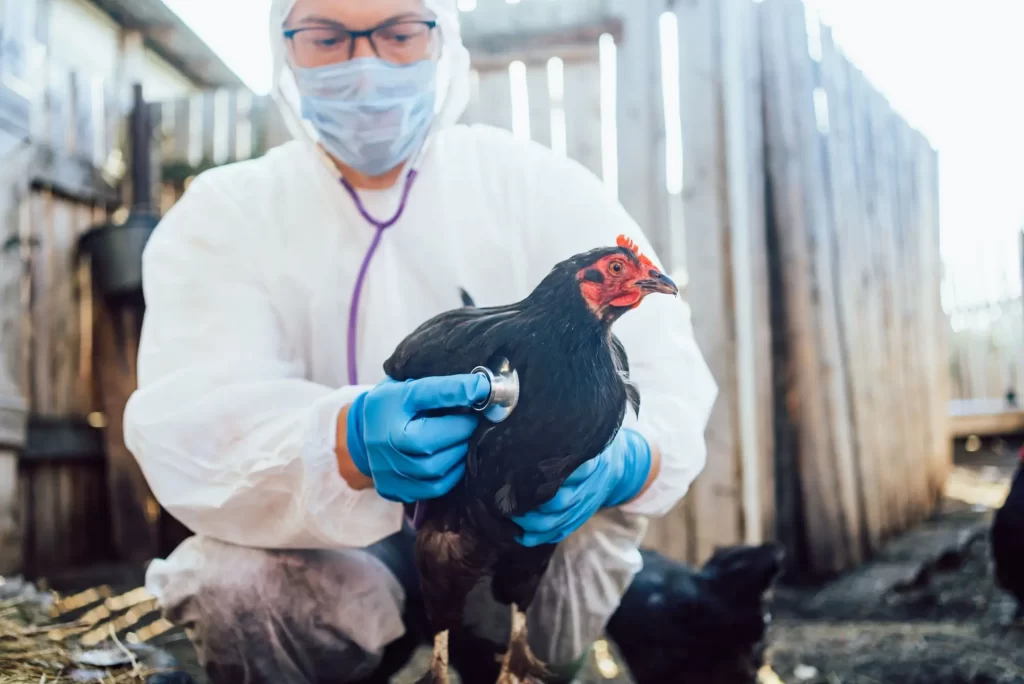 Shutterstock_Avian1 - Techsvět doktor a slepice