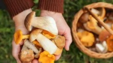 Žena má ruce plné nasbíraných hub.