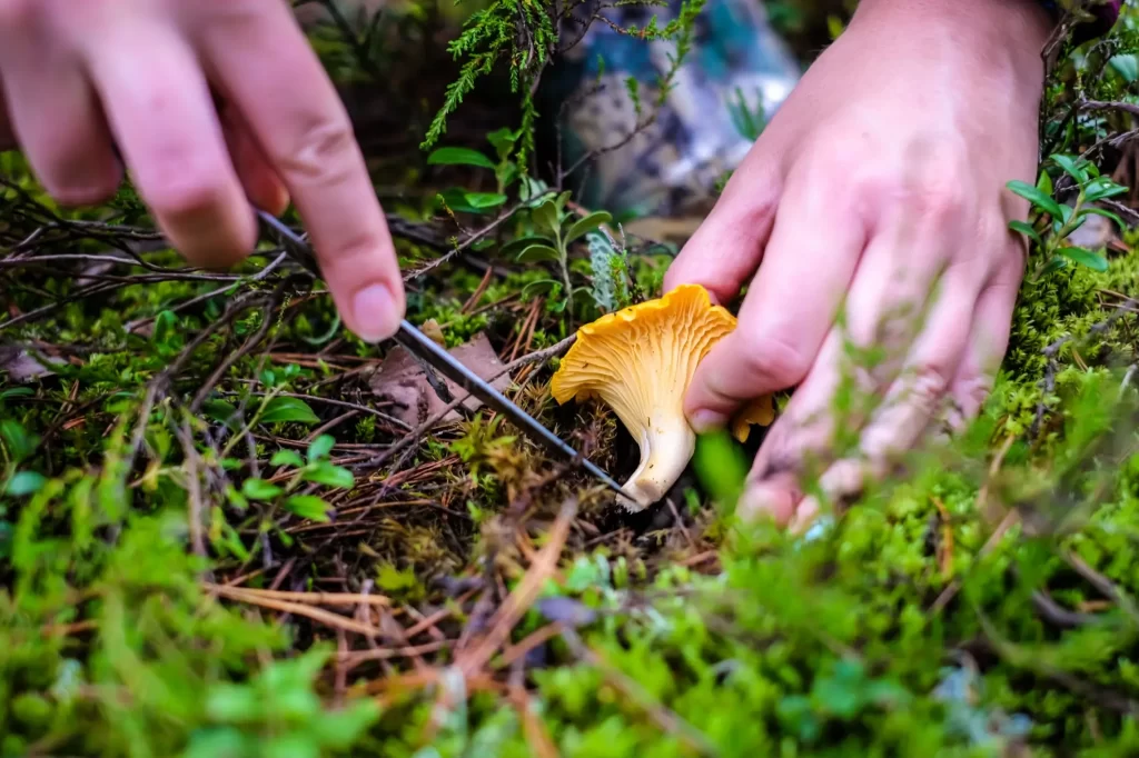 houby3 - Techsvět Muž odřezává nožíkem houbu v lese.