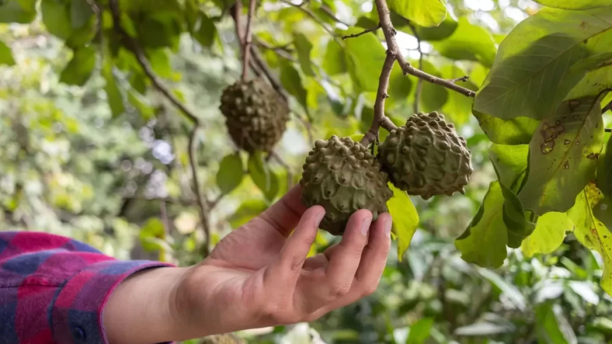 Ruka muže sahá po plodu cherimoye rostoucím na větvi stromu.
