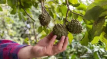 Ruka muže sahá po plodu cherimoye rostoucím na větvi stromu.