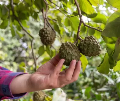 Ruka muže sahá po plodu cherimoye rostoucím na větvi stromu.
