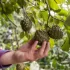 Ruka muže sahá po plodu cherimoye rostoucím na větvi stromu.