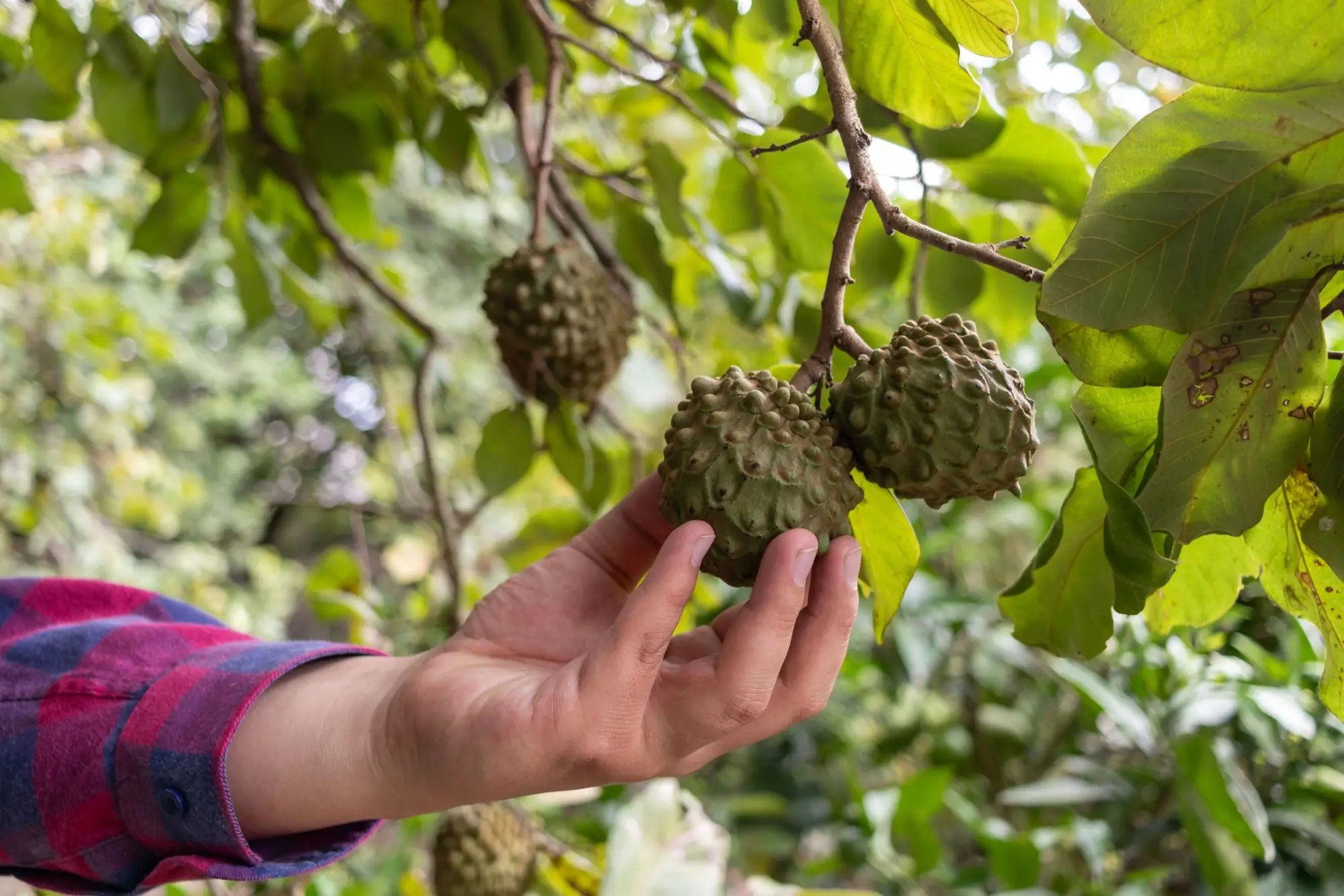 Ruka muže sahá po plodu cherimoye rostoucím na větvi stromu.