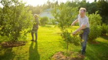 Muž sází strom na zahradě