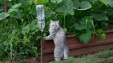 kočka u záhonu