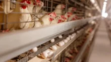Slepice jsou namačkané v drátěných klecích v dlouhé řadě a pod nimi je pás, na který se sbírají snesená vejce.