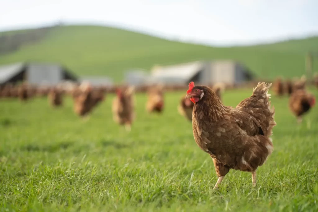 slepice3 1 - Techsvět Slepice na zelené pastvině, v pozadí je vidět volný výběh s dalšími slepicemi a farmářskými budovami.