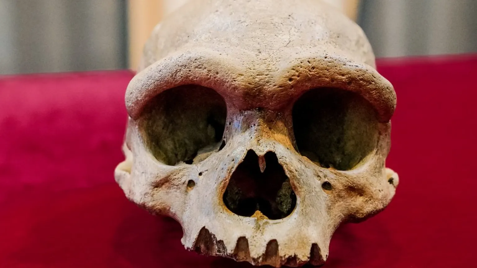 Kai Geng/BBC - Techsvět Lebka velkých rozměrů