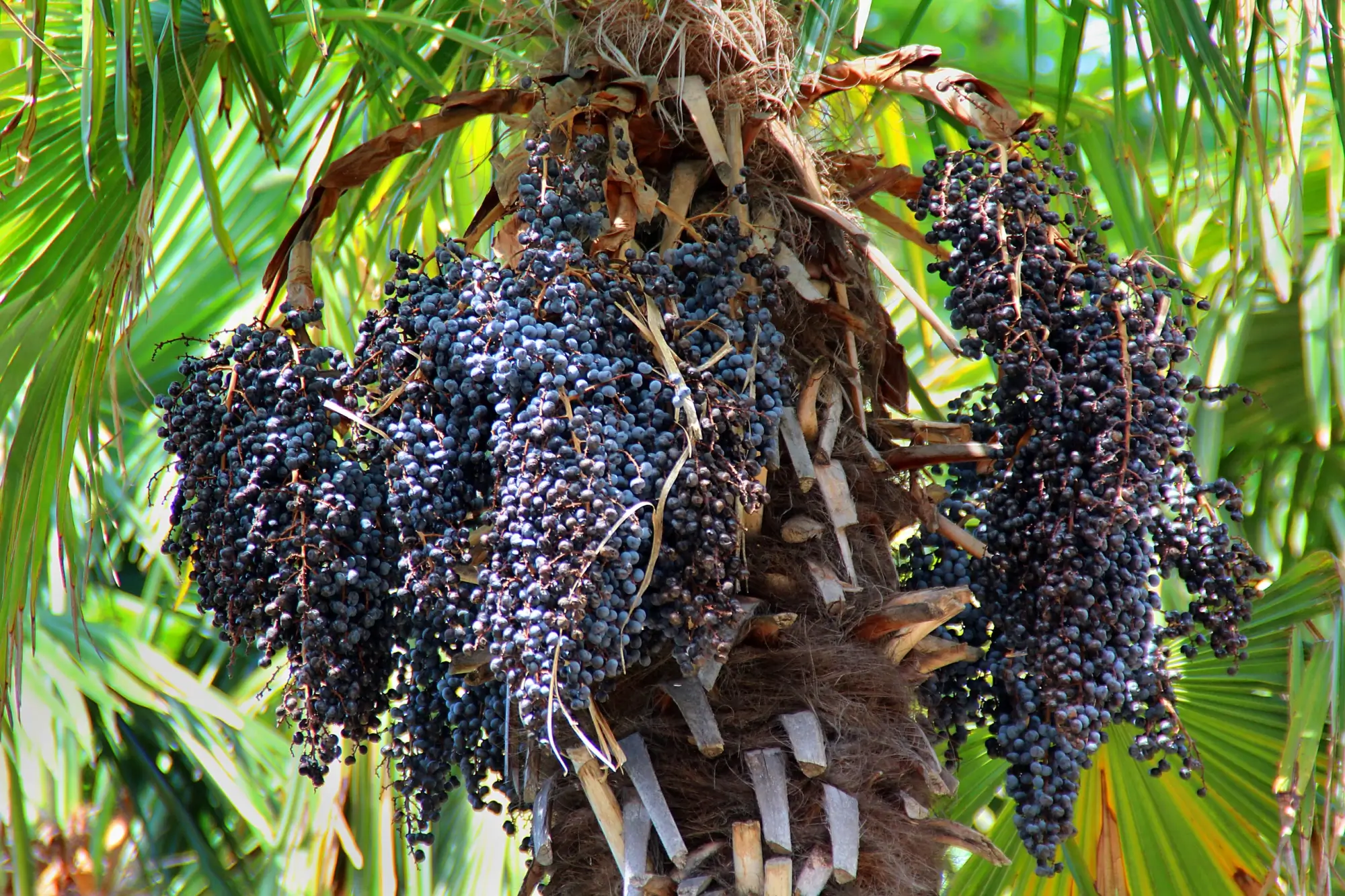 Shutterstock_1734412253 - Techsvět acai berry