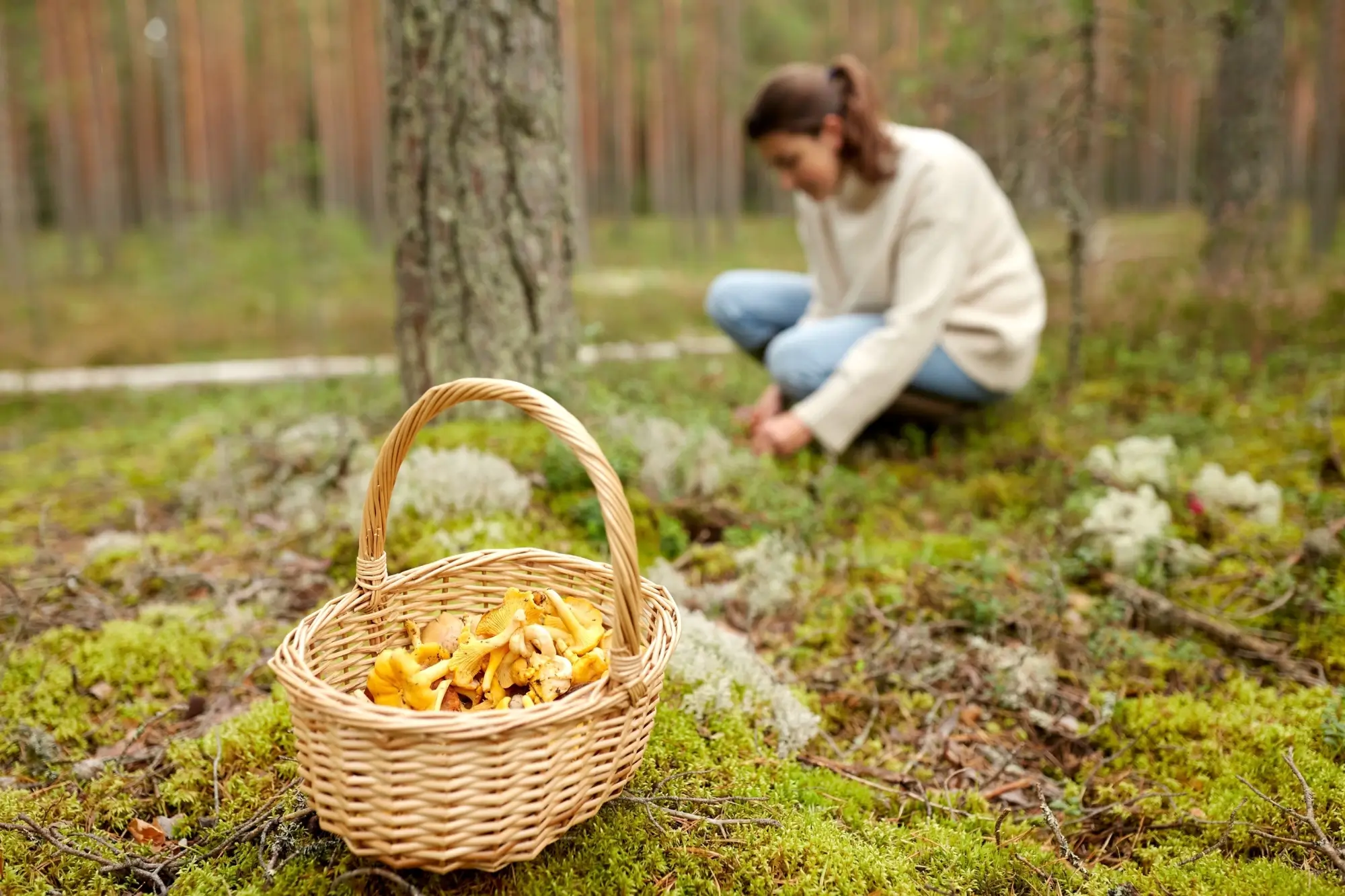 Shutterstock_2012743955 - Techsvět žena sbírá houby