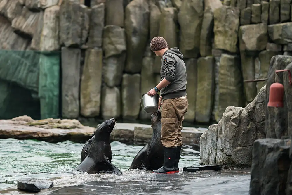 V Zoo Praha můžete pozorovat zábavná krmení zvířat. - Techsvět muž krmí lachtany v ZOO