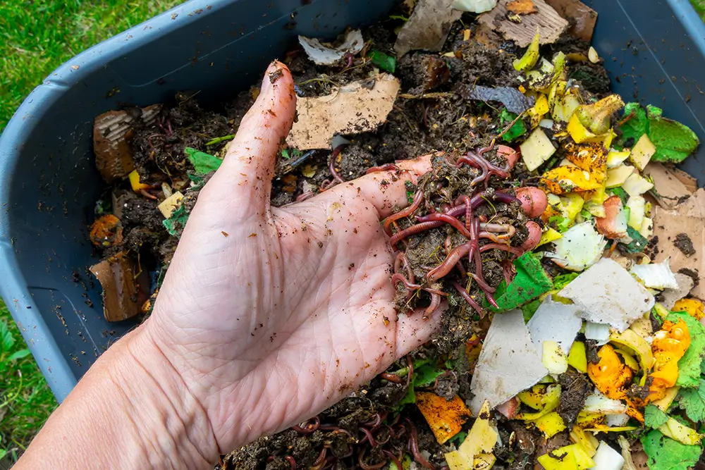 Kalifornské žížaly, které se pro vermikompostování využívají, jsou vyšlechtěné právě pro rychlý rozklad organických zbytků, rychle se množí a snesou i trochu horší zacházení. - Techsvět muž drží v ruce kalifornské žížaly