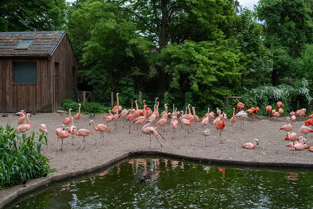 V ZOO Praha můžete pozorovat třeba plameňáky. - Techsvět plameňáci v ZOO
