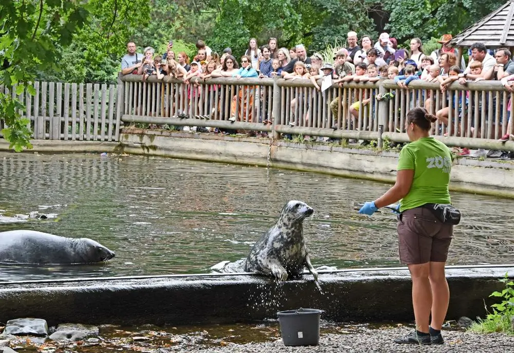 8_901_1753433233 - Techsvět Krmení tuleně v zoo