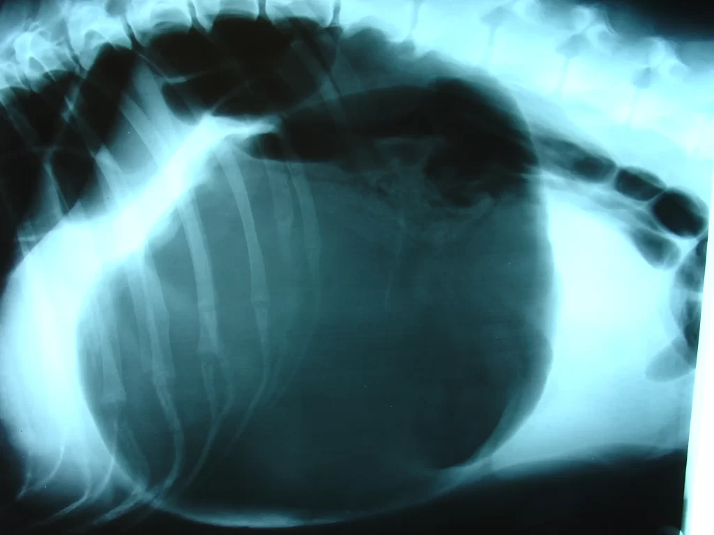 Bloat_x-ray - Techsvět Rentgenový snímek psa s torzí.