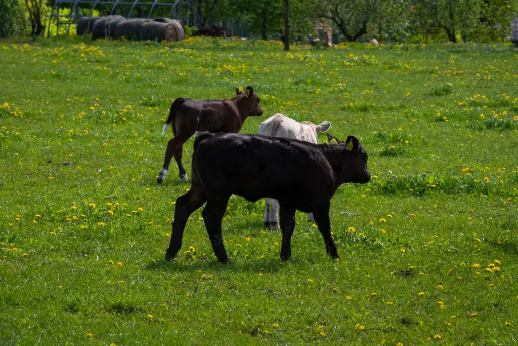 krávy