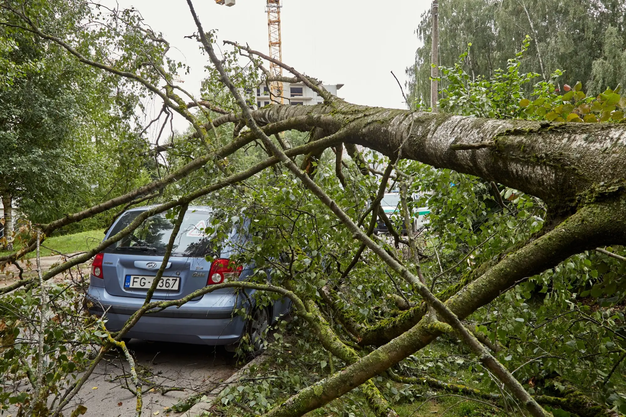 Shutterstock_2150801723 - Techsvět Strom spadlý na autě