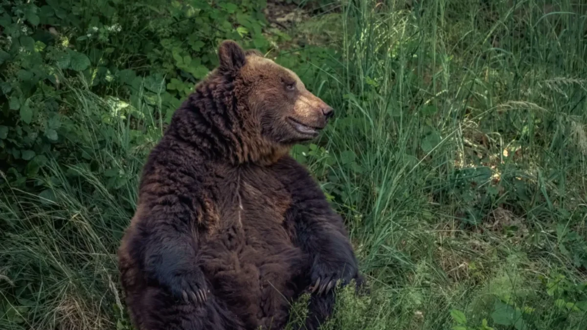 Medvěd v zoo