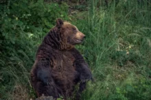 Medvěd v zoo