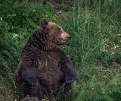 Medvěd v zoo